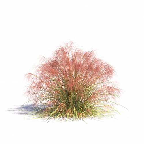 Stipa arundinacea 14 AM275 Archmodels